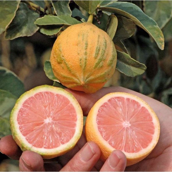 ⛩️🐯🍋Limão de Sangue de folha Tigrada Bonsai🍋🐯⛩️ - Image 2