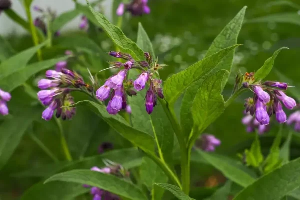 🇪🇺🩹A consolda (Symphytum officinale)🩹🇪🇺 - Image 3