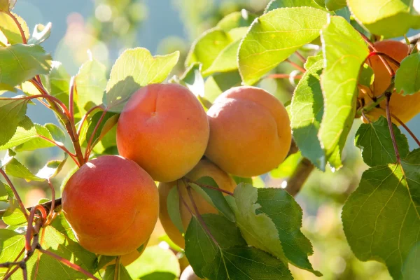 Alperce de Sabor Moscatel🍑🌀 - Image 5