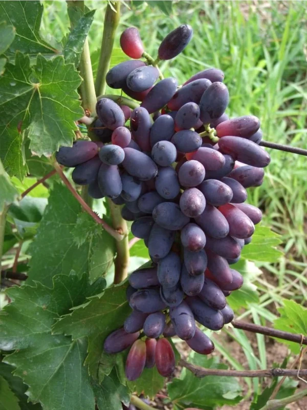 Videira de Uva de Dedo de Bruxa Rosê🍇👆🧙‍♀️❤️ - Image 3