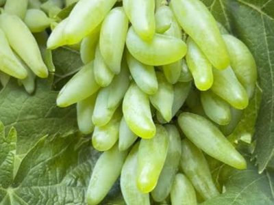 Videira de Uva de Dedo do Halloween Branca🍇🕷️💚