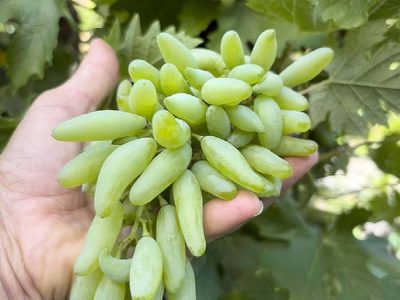 Videira de Uva de Dedo do Halloween Branca🍇🕷️💚