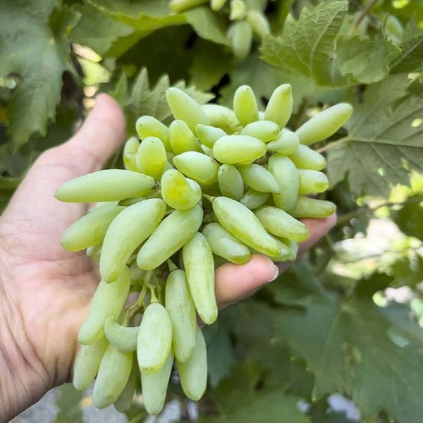 Videira de Uva de Dedo do Halloween Branca🍇🕷️💚
