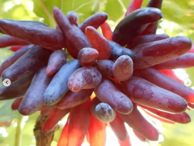 Videira  de  Uva de Dedo do Halloween Tinta🍇🕷️💜