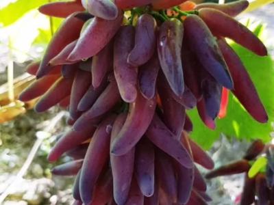 Videira  de  Uva de Dedo do Halloween Tinta🍇🕷️💜