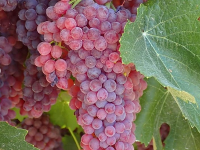 Videira de Cacho Gigante Rose🍇🎉❤️