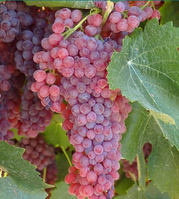 Videira de Cacho Gigante Rose🍇🎉❤️