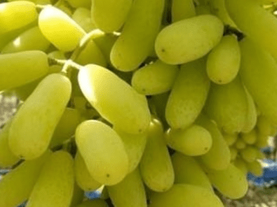 Videira de Uva de Dedo de Bruxa Branca🍇👆🧙‍♀️💚