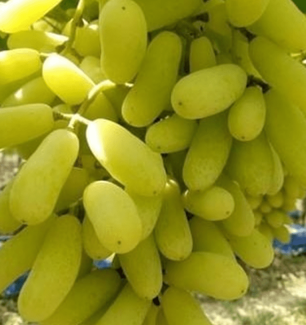 Videira de Uva de Dedo de Bruxa Branca🍇👆🧙‍♀️💚