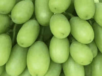 Videira de Uva de Dedo de Bruxa Branca🍇👆🧙‍♀️💚