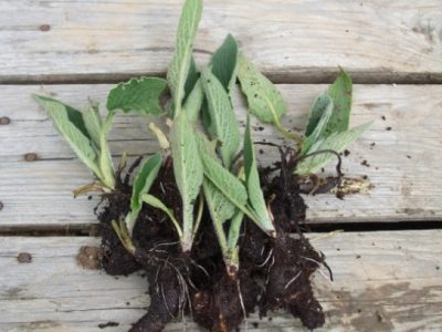 🇪🇺🩹A consolda (Symphytum officinale)🩹🇪🇺
