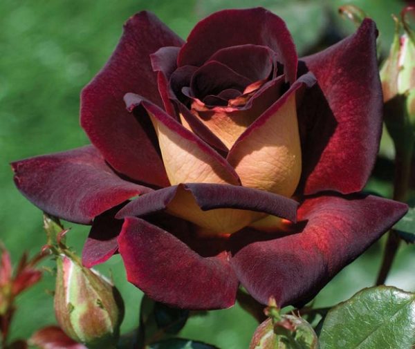 Roseira de Rosa Coração Amarelo - Image 25