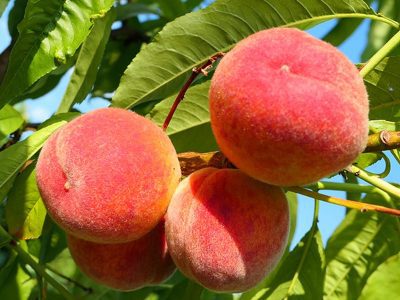 Pessegueiro de Sabor Moscatel🍑🌀