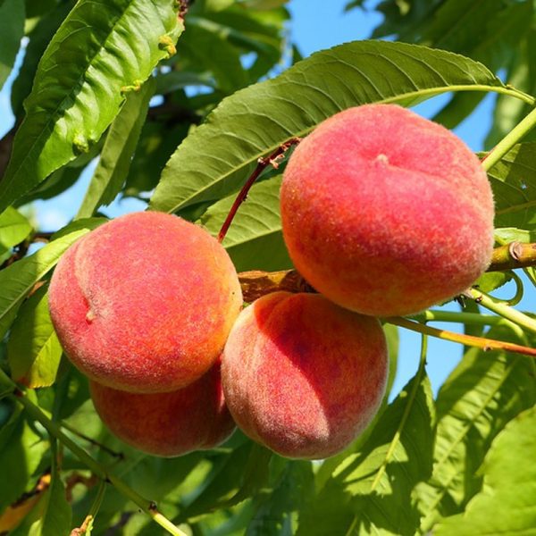 Pessegueiro de Sabor Moscatel🍑🌀 - Image 2