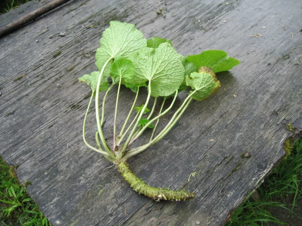 Planta do Wasabi do Japão🌿🍣🇯🇵