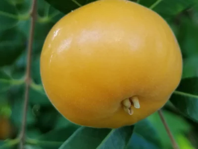 🇧🇷🌴Uvaia Amarela🌴🇧🇷