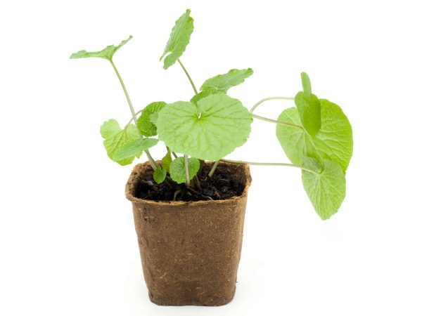 Planta do Wasabi do Japão🌿🍣🇯🇵 - Image 7