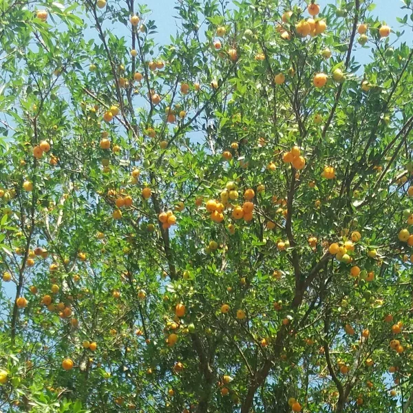 🇧🇷🌴Uvaia Amarela🌴🇧🇷 - Image 7
