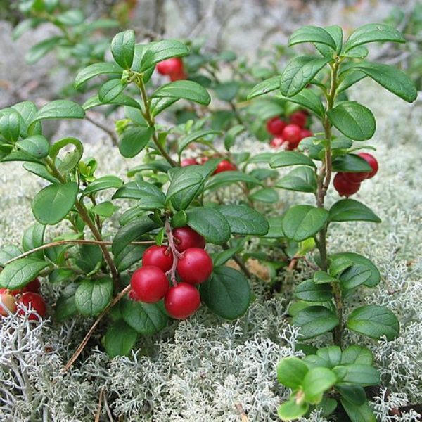 Arando Cranberry🫐❤️🇨🇦 - Image 3
