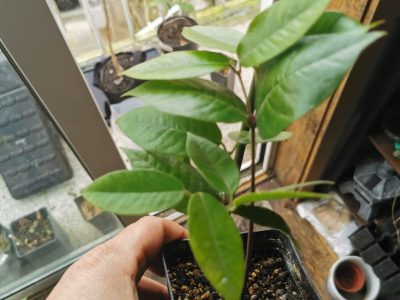 🇧🇷❤️🧟‍♂️🌴JABUTICABA HÍBRIDA VERMELHA🌴🧟‍♂️❤️🇧🇷