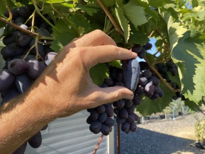 Videira de Uva de Dedo de Bruxa Tinta🍇👆🧙‍♀️💜