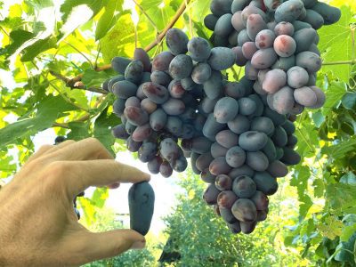 Videira de Uva de Dedo de Bruxa Tinta🍇👆🧙‍♀️💜