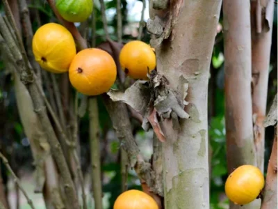 🇧🇷💛🌴JABUTICABA AMARELA🌴💛🇧🇷