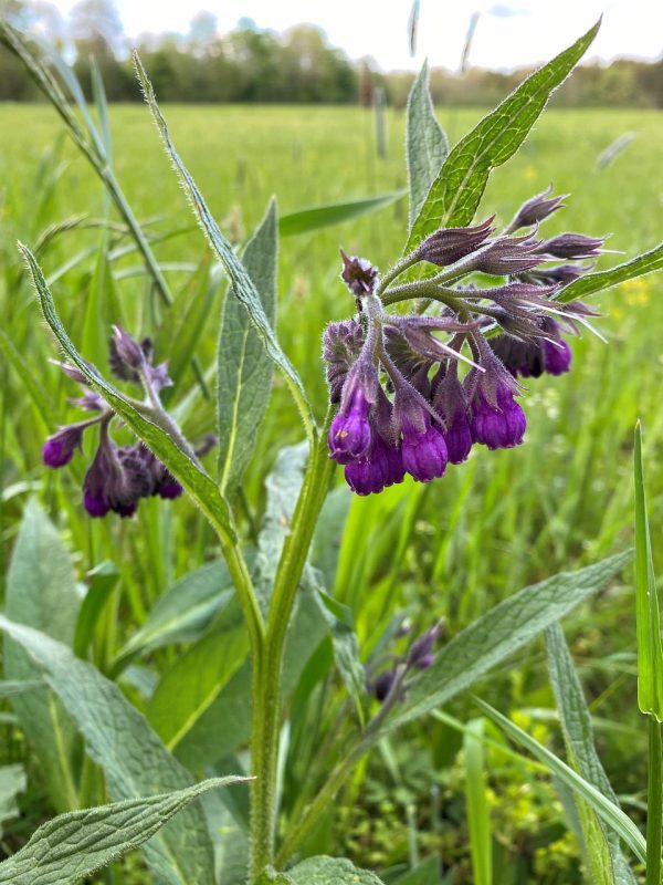 🇪🇺🩹A consolda (Symphytum officinale)🩹🇪🇺 - Image 5