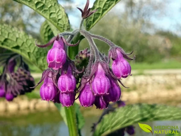 🇪🇺🩹A consolda (Symphytum officinale)🩹🇪🇺