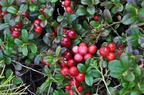 Arando Cranberry🫐❤️🇨🇦 - Image 2