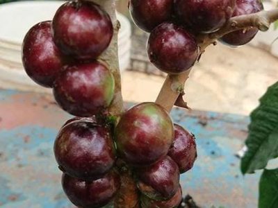 🇧🇷❤️🧟‍♂️🌴JABUTICABA HÍBRIDA VERMELHA🌴🧟‍♂️❤️🇧🇷