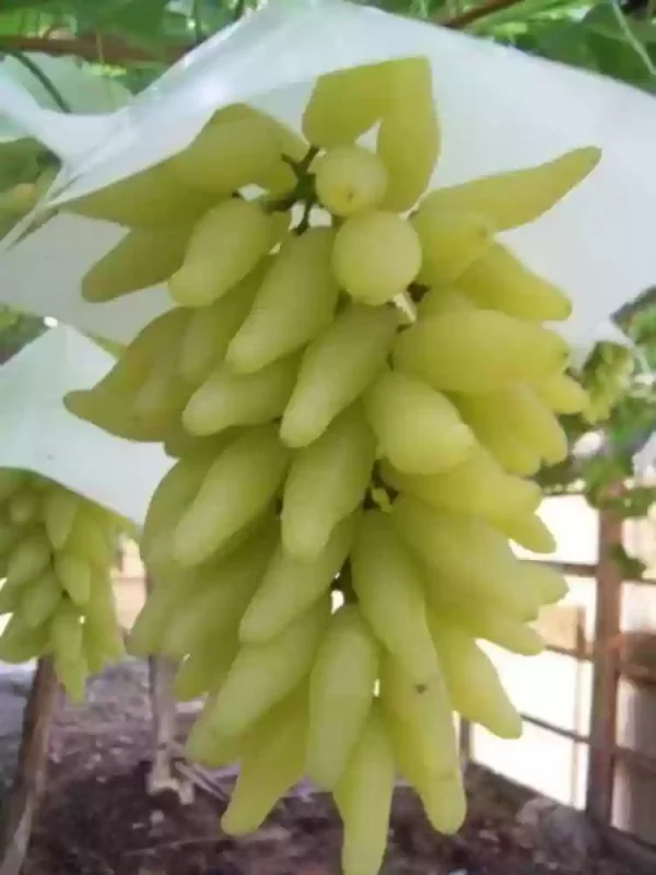 Videira de Uva de Dedo do Halloween Branca🍇🕷️💚 - Image 5