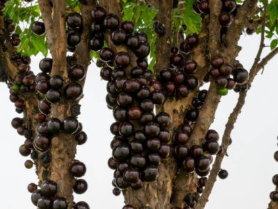 🇧🇷🖤🌴JABUTICABA GIGANTE SABARÁ🌴🖤🇧🇷