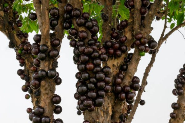 🇧🇷🖤🌴JABUTICABA GIGANTE SABARÁ🌴🖤🇧🇷