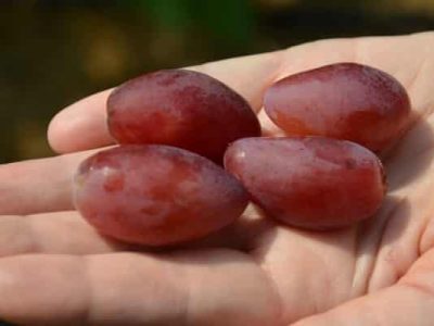 Videira de Uva de Dedo de Bruxa Rosê🍇👆🧙‍♀️❤️