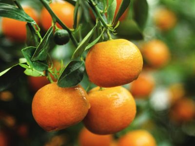 🇮🇹🧟‍♂️🍊Mandarina Hibrida 🍊🧟‍♂️🇮🇹