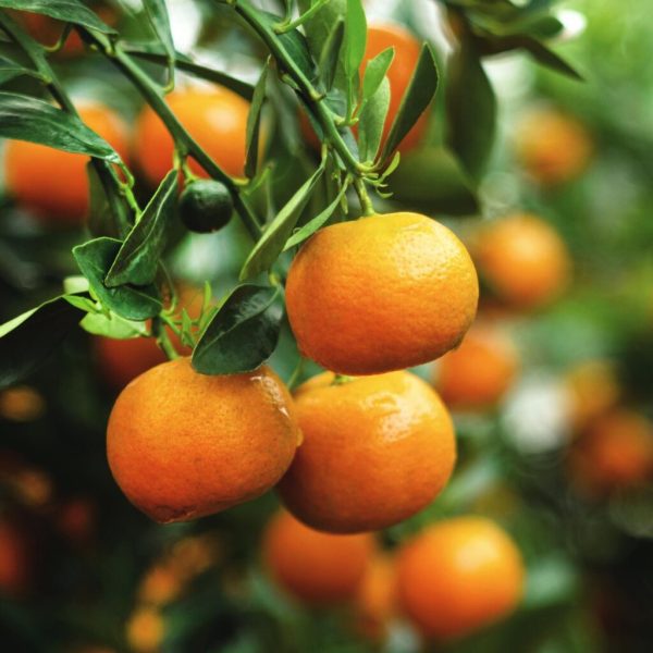 🇮🇹🧟‍♂️🍊Mandarina Hibrida 🍊🧟‍♂️🇮🇹