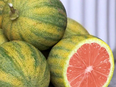 ⛩️🐯🍋Limão de Sangue de folha Tigrada Bonsai🍋🐯⛩️