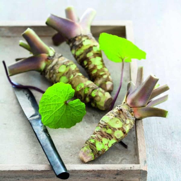 Planta do Wasabi do Japão🌿🍣🇯🇵 - Image 3