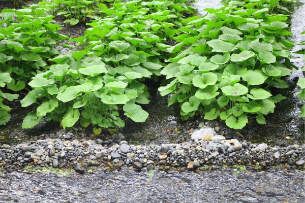 Planta do Wasabi do Japão🌿🍣🇯🇵 - Image 5
