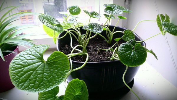 Planta do Wasabi do Japão🌿🍣🇯🇵 - Image 6