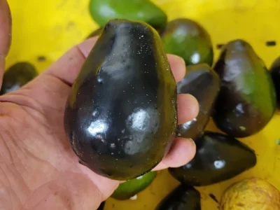 ABACATEIRO de ABACATE PRETO de SABOR a NOZES