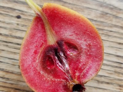 PEREIRA DE SANGUE de VERÃO🍐🩸🇩🇪