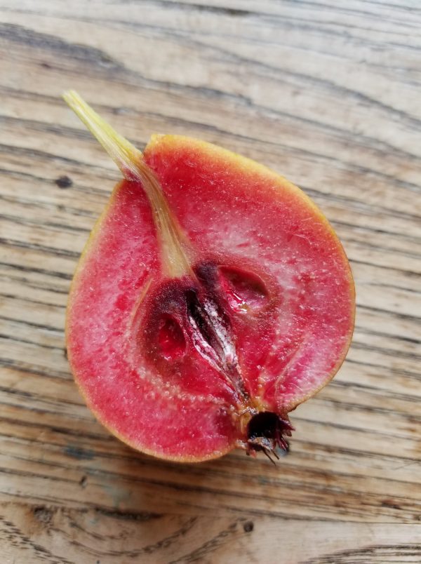PEREIRA DE SANGUE de VERÃO🍐🩸🇩🇪