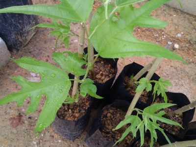 Árvore da amoreira de folha de Pé de Galinha