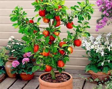 Pêssegueiro Anão para VASO 🍑