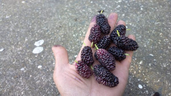 Árvore da amoreira de fruto gigante redondo ROXO🇮🇷