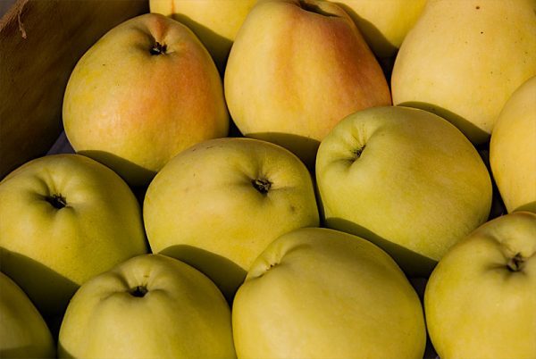 MACIEIRA da MAÇÃ BRAVE ESMOLFE🍏😁🇵🇹 - Image 4