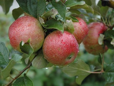 MACIEIRA de Maçã sabor CEREJA da INGLATERRA🍎🍒🌀🇬🇧