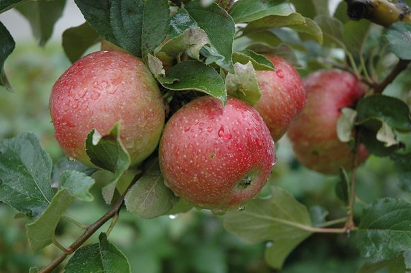 MACIEIRA de Maçã sabor CEREJA da INGLATERRA🍎🍒🌀🇬🇧